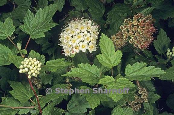 physocarpus capitatus 1 graphic